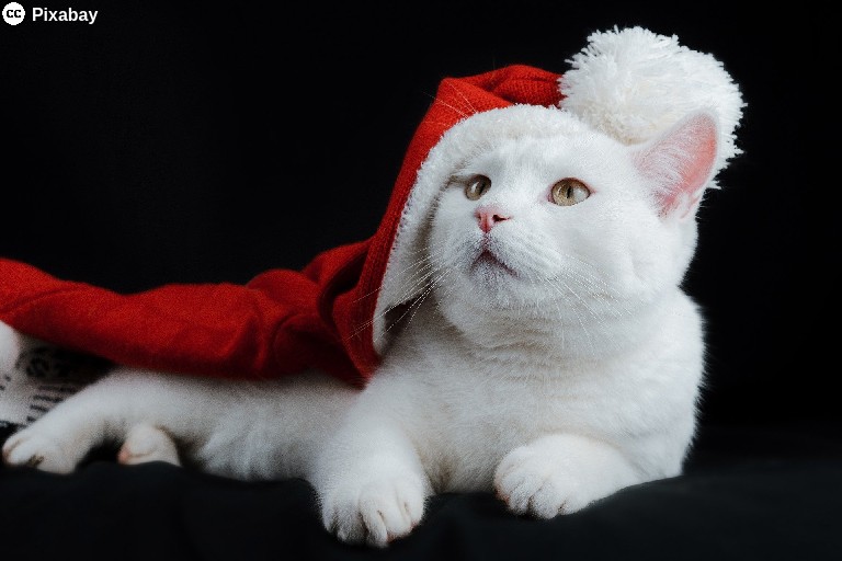 Eine weiße Katze liegt vor einem schwarzen Hintergrund und schaut aufwärts. Auf dem Kopf trägt sie eine rote Weihnachtsmannmütze. Bild von Sa Ka auf Pixabay.