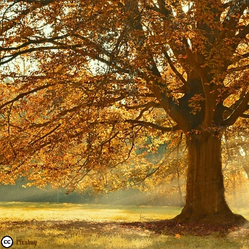 Ein großer Baum mit goldenem Herbstlaub im Sonnenschein.