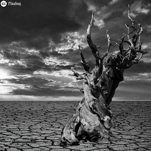Schwarz-Weiß-Foto einer ausgetrockneten Landschaft mit einem abgestorbenen, verdorrten Baum.