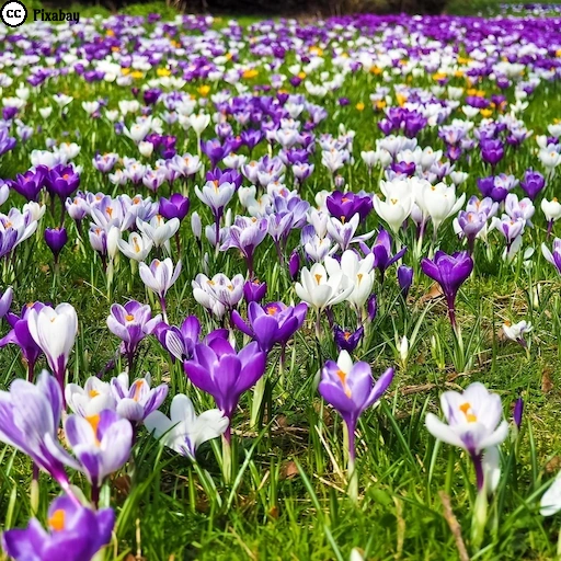 Eine Fr&uuml;hlingswiese voller weißer und violetter Krokusse im zarten Gr&uuml;n.