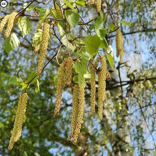 Ein Birkenzweig mit zahlreichen gelbgr&uuml;nen Bl&uuml;tenk&auml;tzchen und frischen Bl&auml;ttern vor unscharfem Fr&uuml;hlingshintergrund.