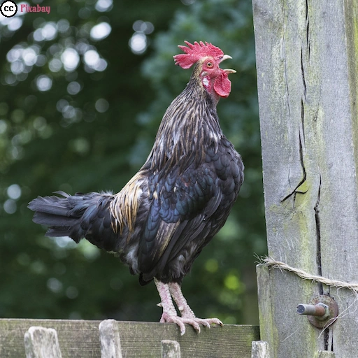 Ein kr&auml;hender Hahn auf einem Holzzaun.